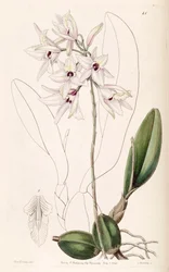 Laelia rubescens